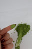 Premium Matcha 100g