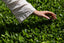 The History of Matcha: From Ancient Tradition to Modern Superfood
