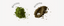 Matcha vs Hojicha: What’s the Difference?