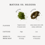 Matcha vs Hojicha: What’s the Difference?