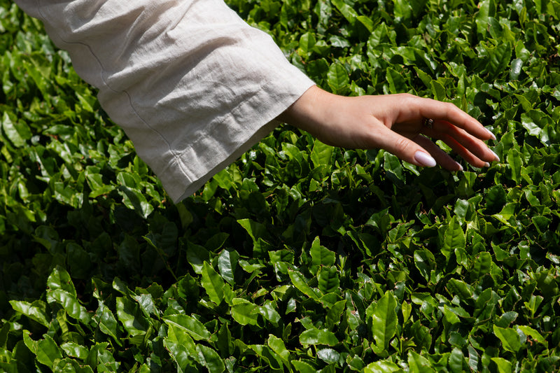 Matcha Tealeaves with hand